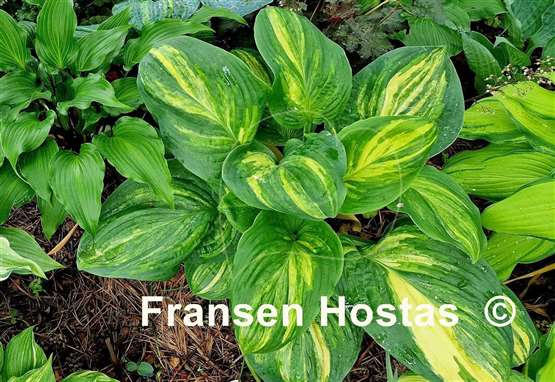 Hosta Sweet and Sour